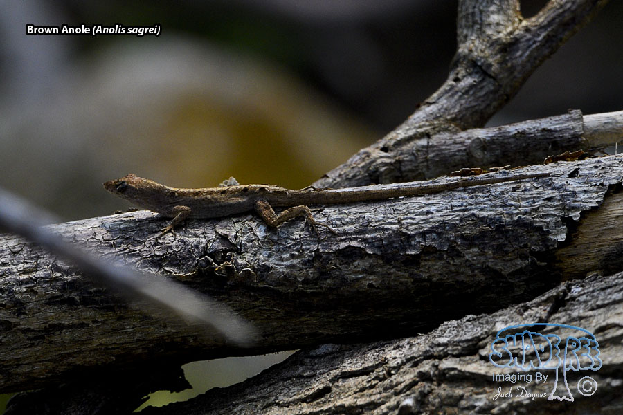 Brown Anole - Anolis sagrei