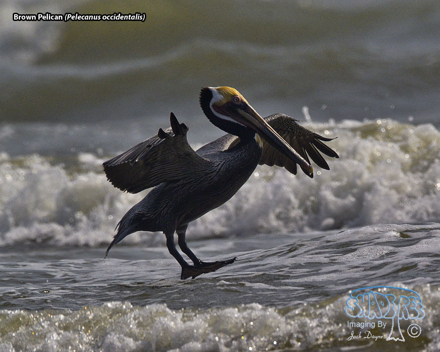 Brown Pelican - Pelecanus occidentalis