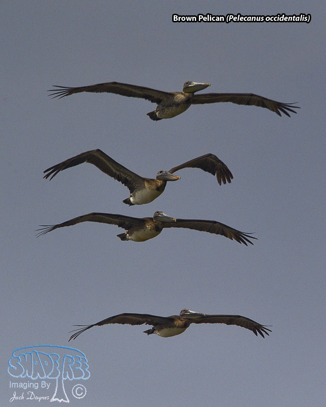 Brown Pelican - Pelecanus occidentalis
