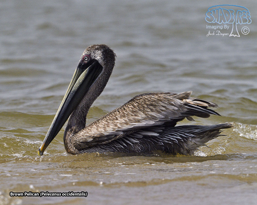 Brown Pelican - Pelecanus occidentalis