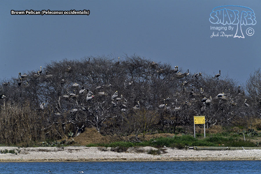 Brown Pelican - Pelecanus occidentalis