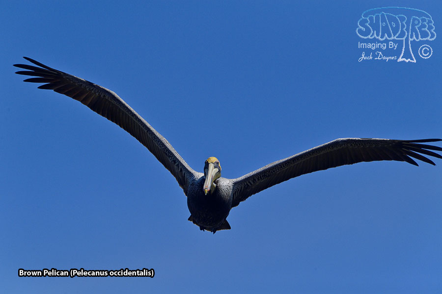 Brown Pelican - Pelecanus occidentalis