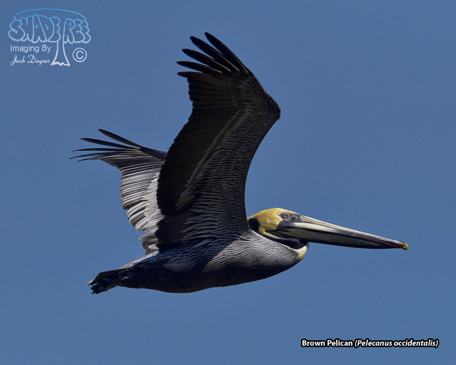 Brown Pelican - Pelecanus occidentalis