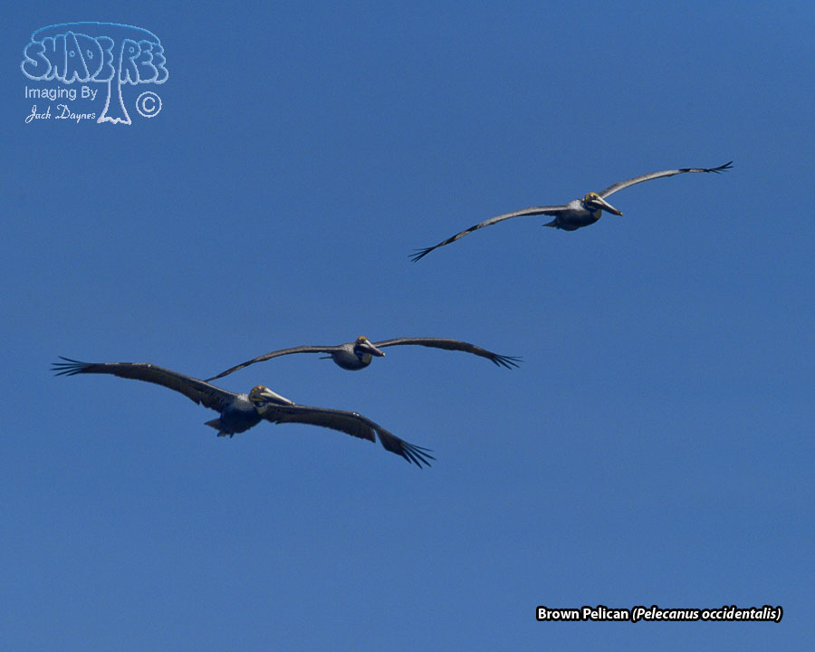 Brown Pelican - Pelecanus occidentalis