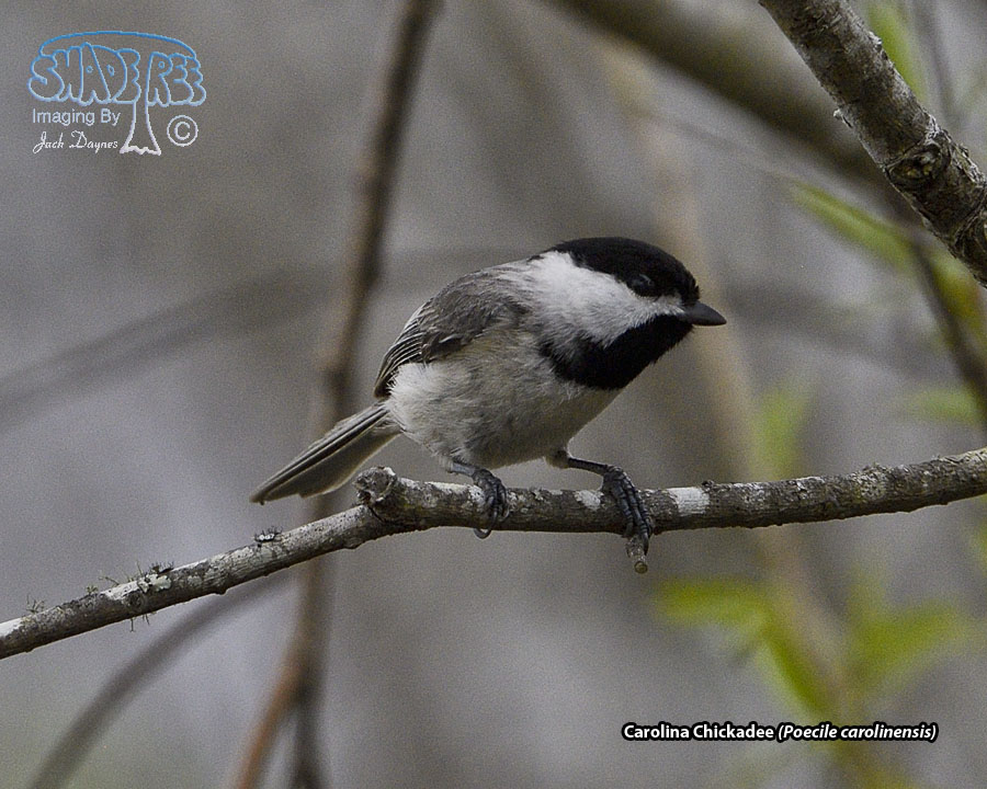 Carolina Chickadee - Poecile carolinensis