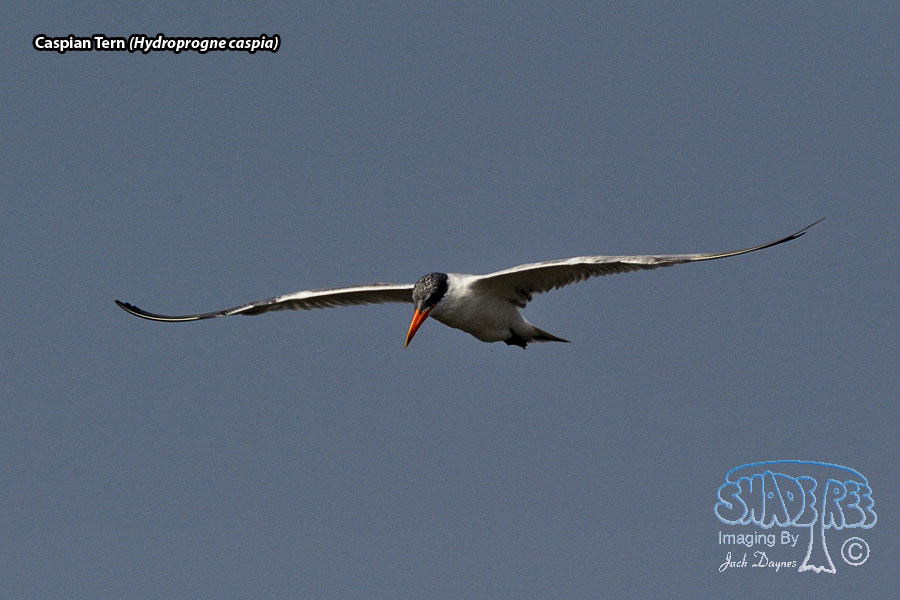Caspian Tern - Hydroprogne caspia