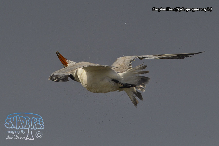 Caspian Tern - Hydroprogne caspia