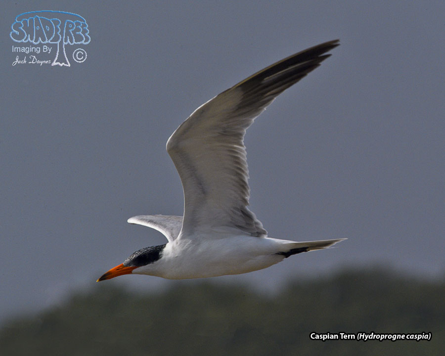 Caspian Tern - Hydroprogne caspia