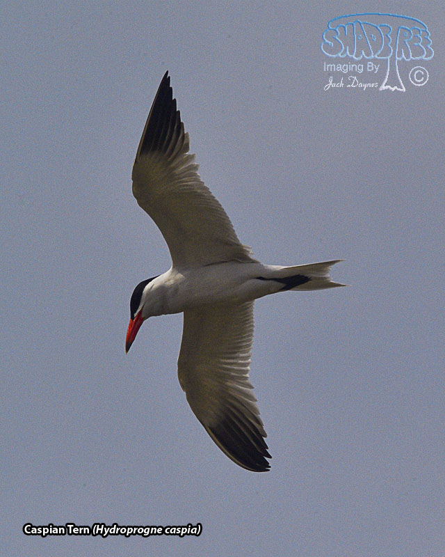 Caspian Tern - Hydroprogne caspia