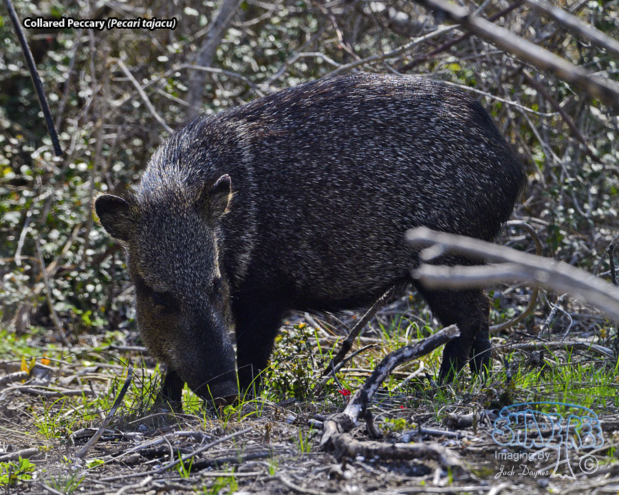 Collared Peccary - Pecari tajacu