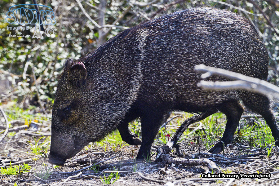 Collared Peccary - Pecari tajacu