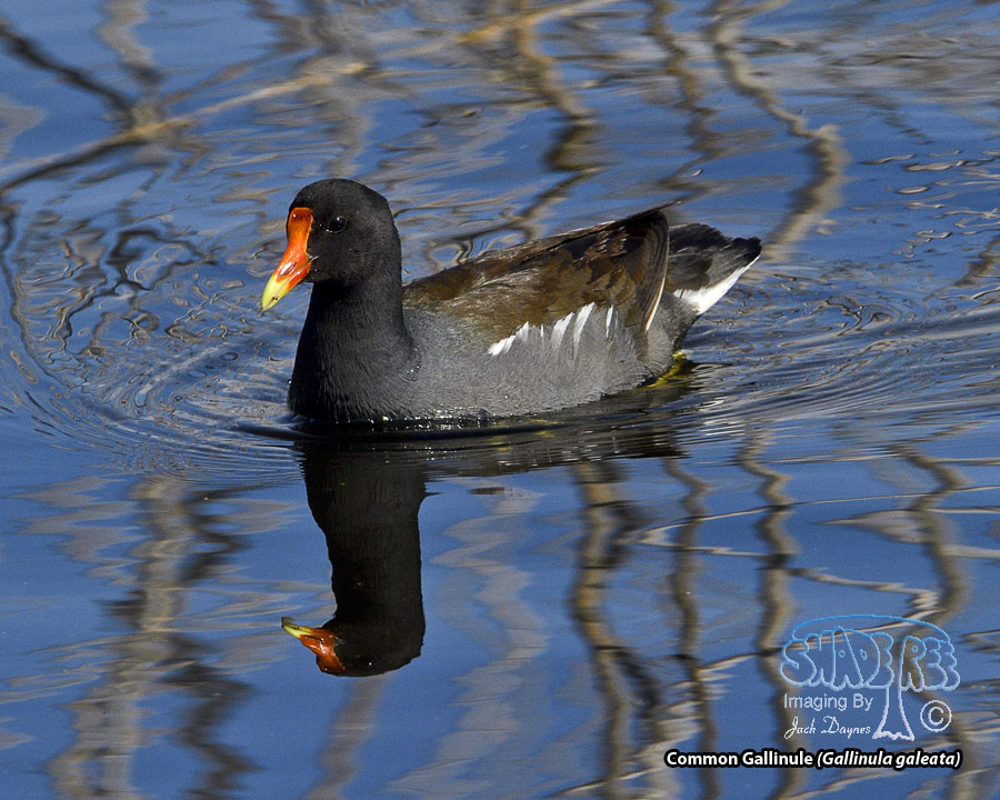 Common Gallinule - Gallinula galeata