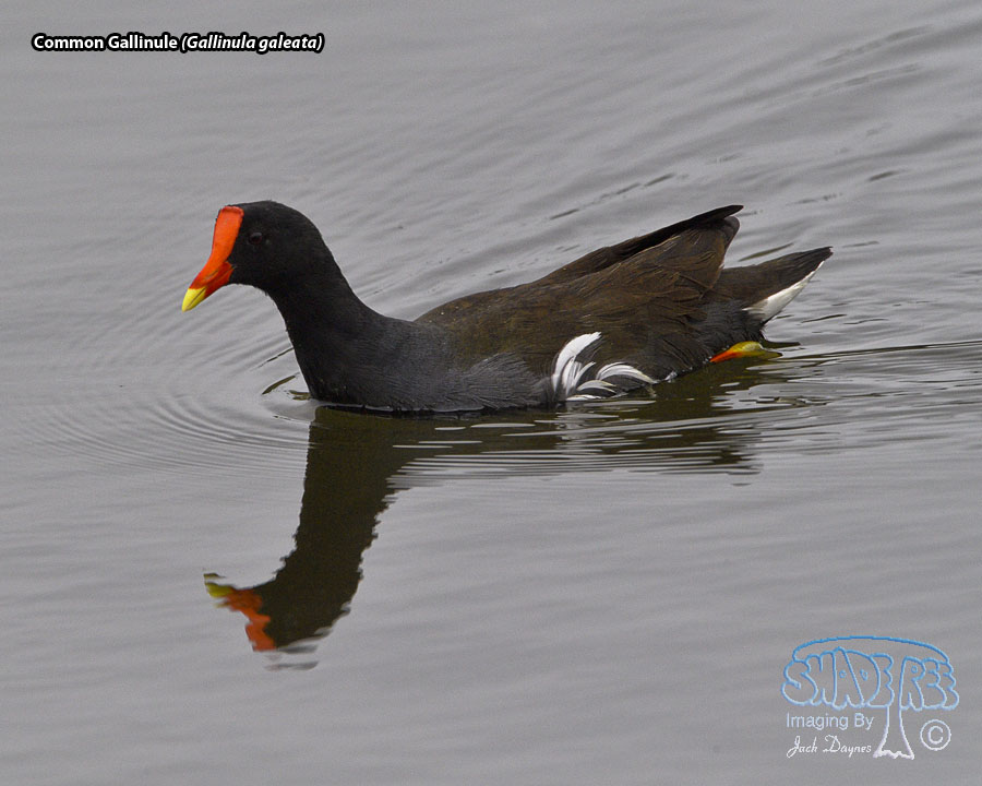 Common Gallinule - Gallinula galeata