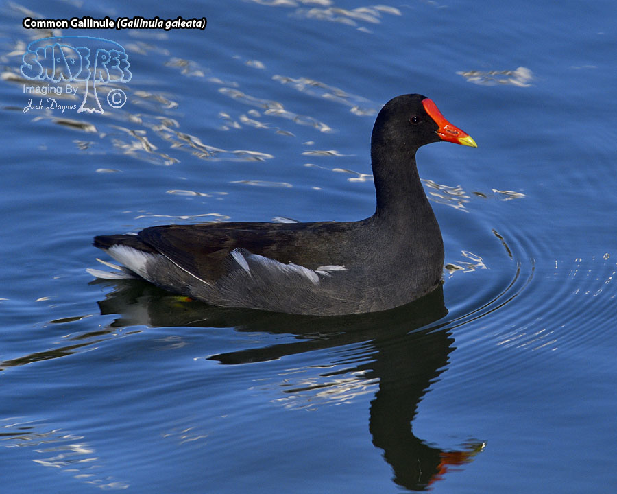 Common Gallinule - Gallinula galeata