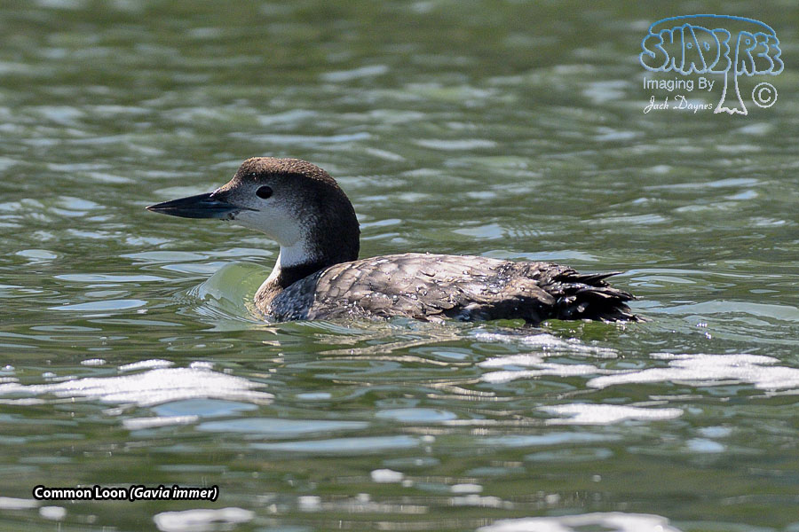 Common Loon - Gavia immer