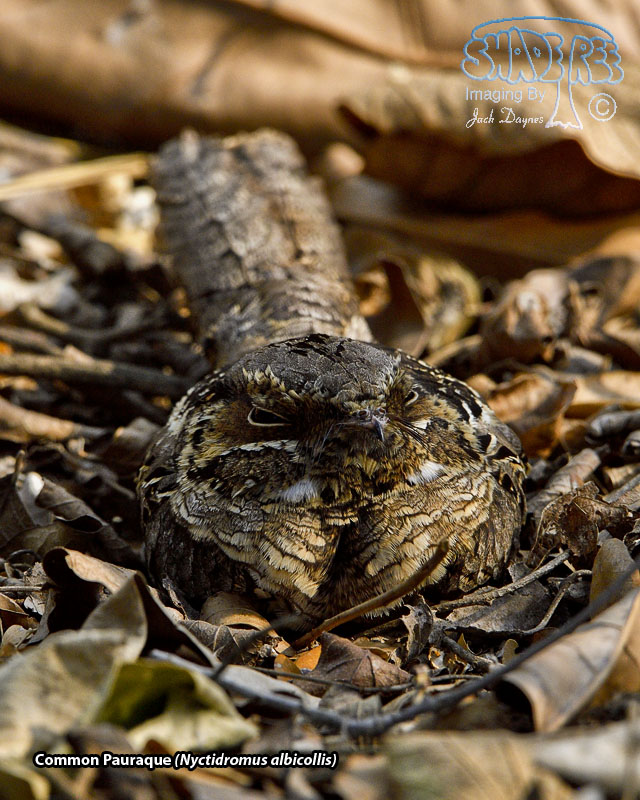 Common Pauraque - Nyctidromus albicollis