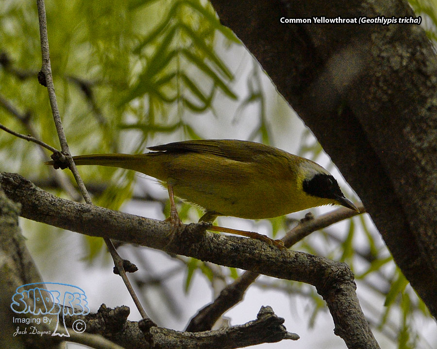 Common Yellowthroat - Geothlypis trichas