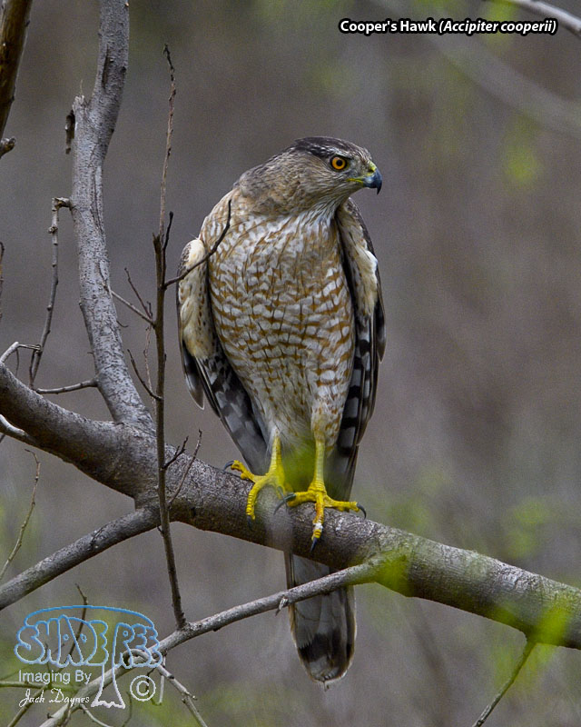Cooper's Hawk - Accipiter cooperii