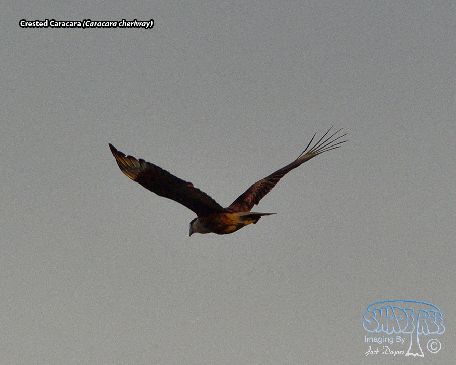 Crested Caracara - Caracara cheriway