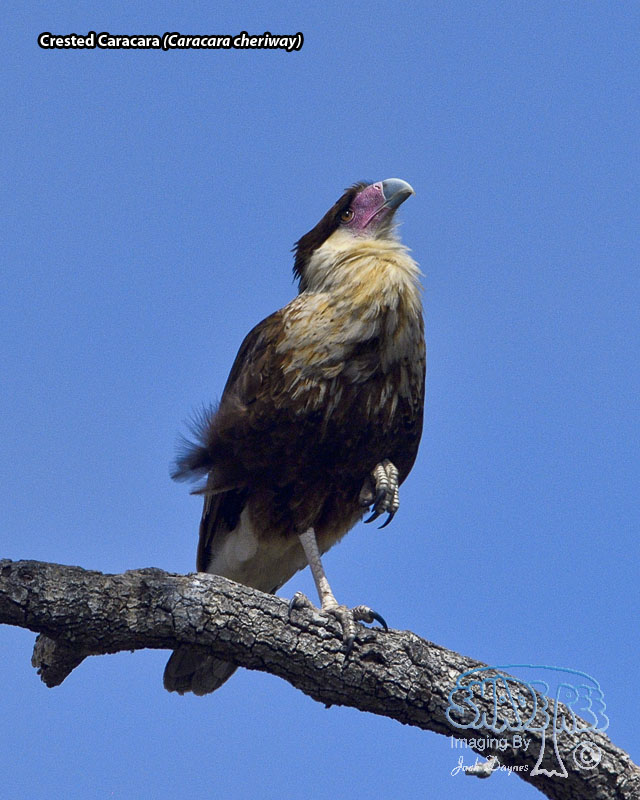 Crested Caracara - Caracara cheriway