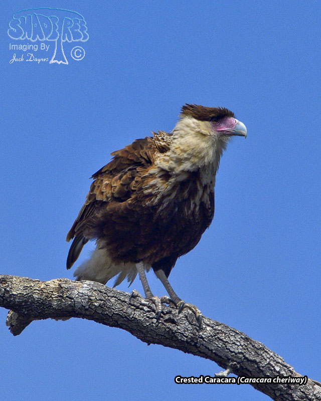 Crested Caracara - Caracara cheriway