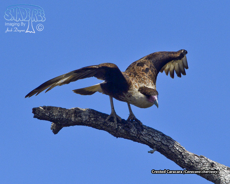Crested Caracara - Caracara cheriway