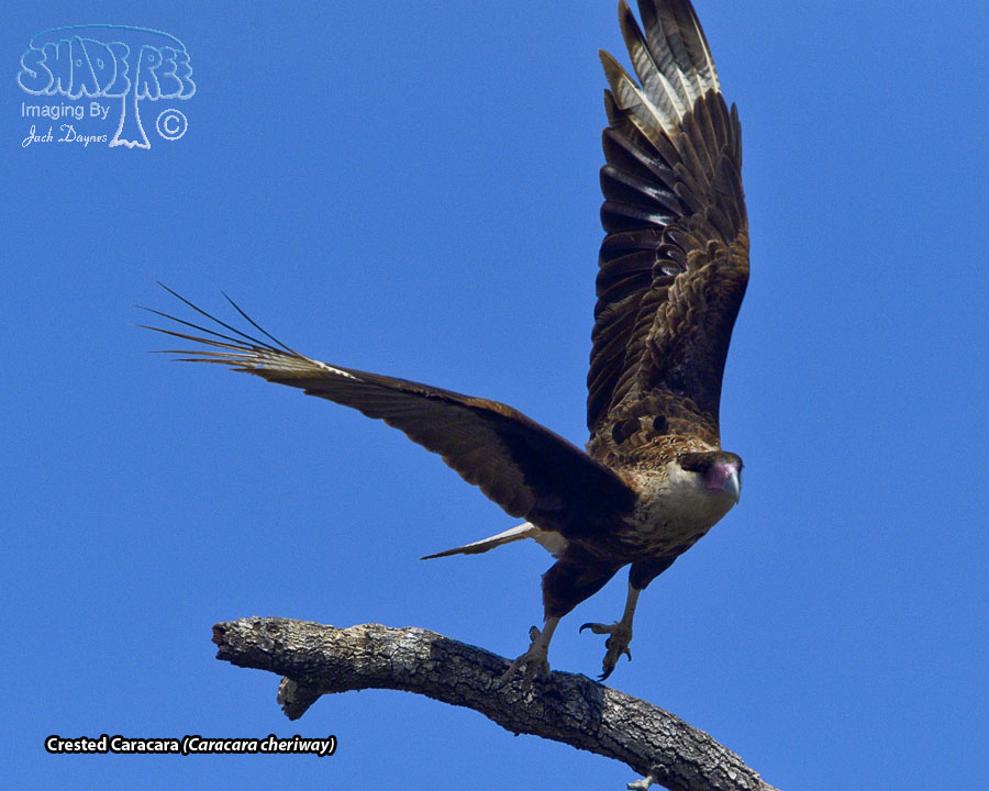 Crested Caracara - Caracara cheriway