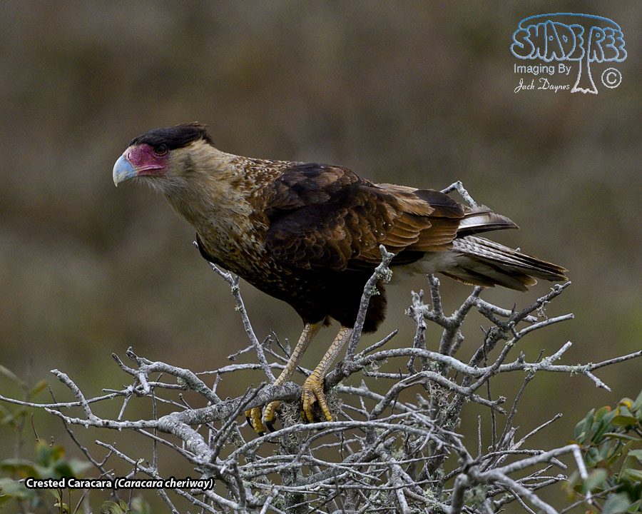 Crested Caracara - Caracara cheriway