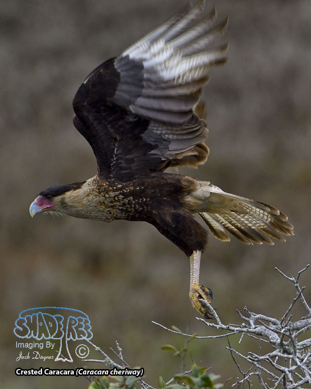 Crested Caracara - Caracara cheriway