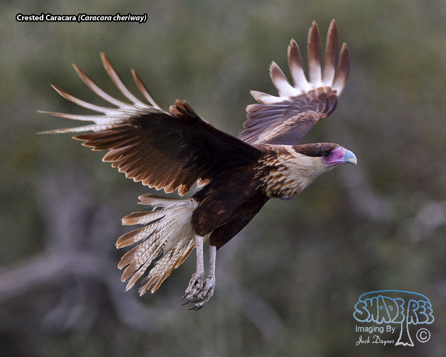 Crested Caracara - Caracara cheriway