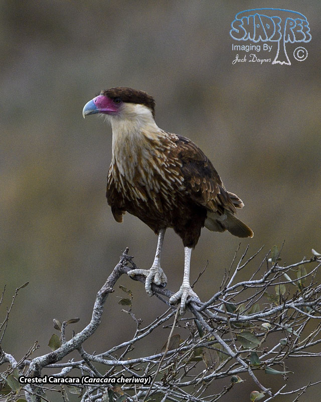 Crested Caracara - Caracara cheriway
