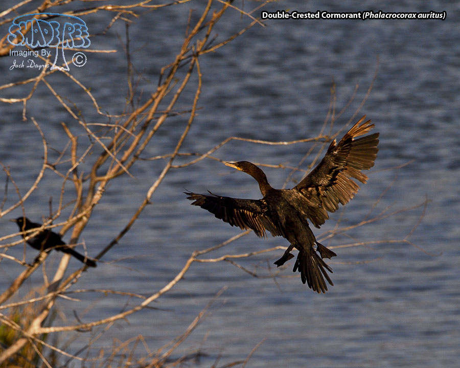 Double-Crested Cormorant - Phalacrocorax auritus