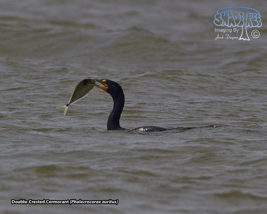 Double-Crested Cormorant - Phalacrocorax auritus