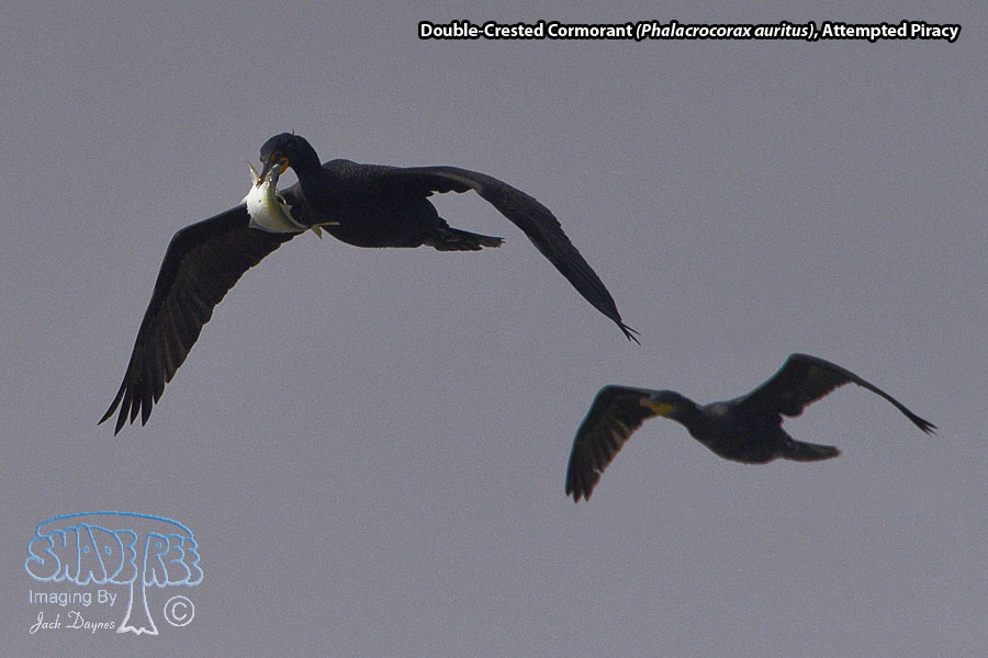 Double-Crested Cormorant - Phalacrocorax auritus