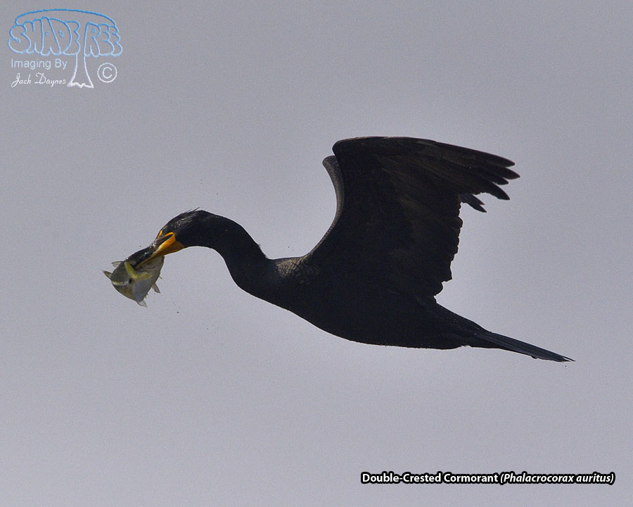 Double-Crested Cormorant - Phalacrocorax auritus