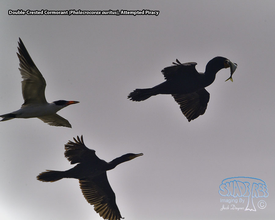 Double-Crested Cormorant - Phalacrocorax auritus