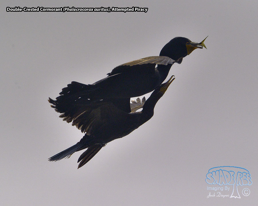 Double-Crested Cormorant - Phalacrocorax auritus