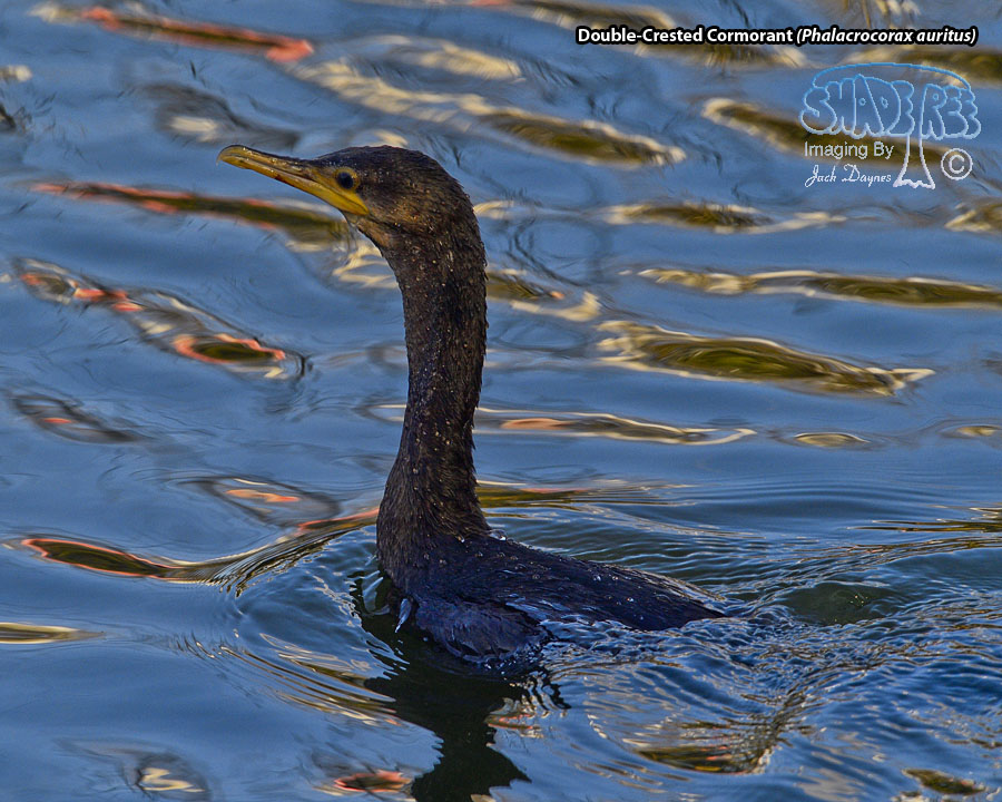 Double-Crested Cormorant - Phalacrocorax auritus