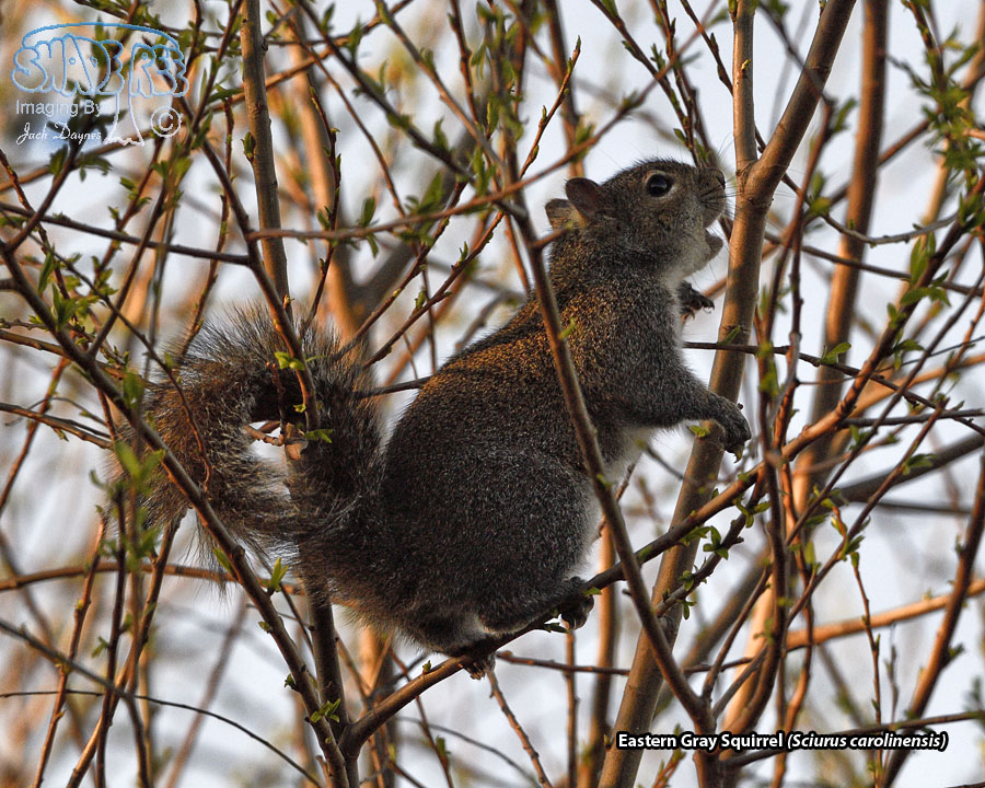 Eastern Gray Squirrel - Sciurus carolinensis