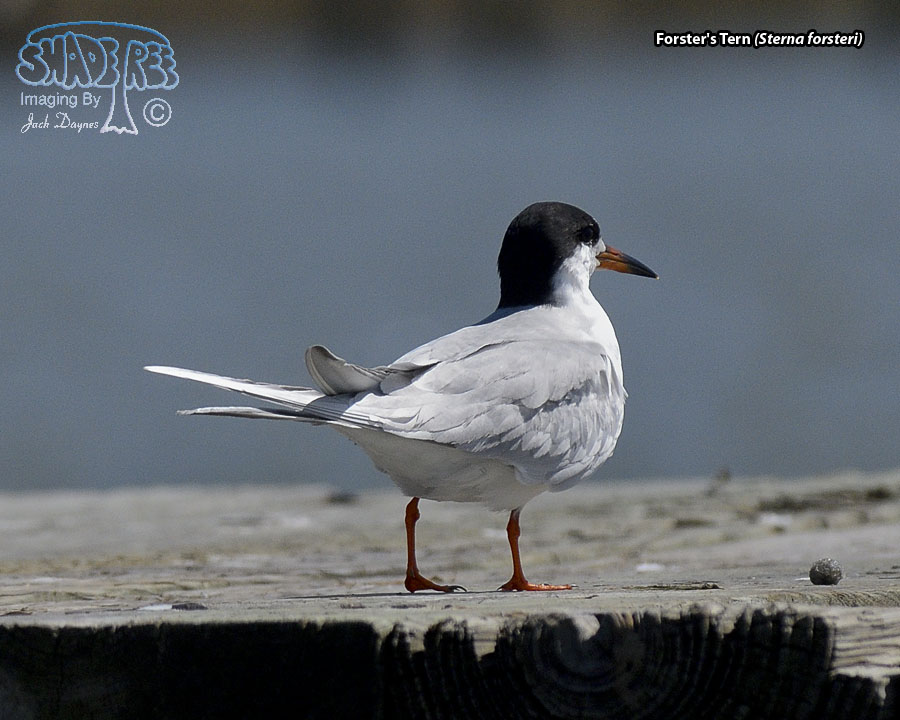 Forster's Tern - Sterna forsteri