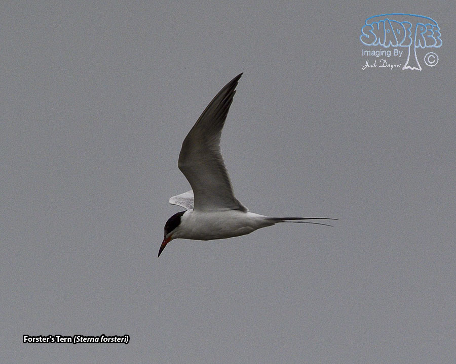 Forster's Tern - Sterna forsteri