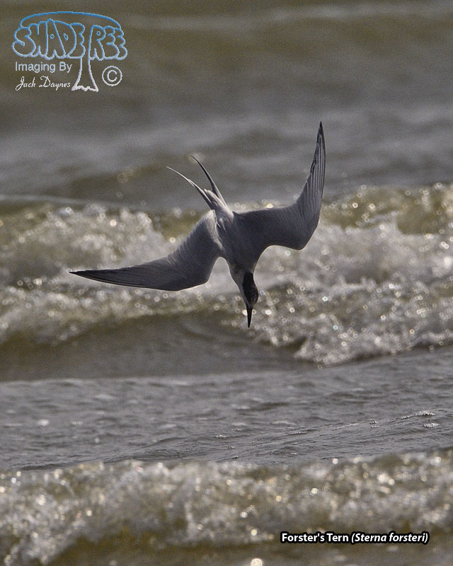 Forster's Tern - Sterna forsteri
