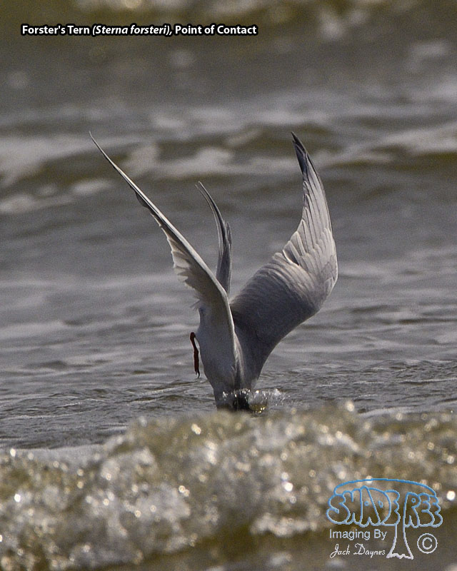 Forster's Tern - Sterna forsteri