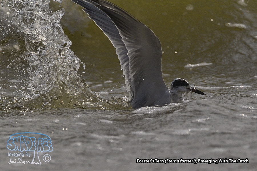 Forster's Tern - Sterna forsteri