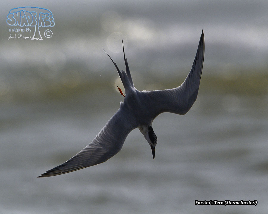 Forster's Tern - Sterna forsteri
