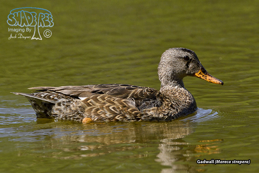 Gadwall - Mareca strepera