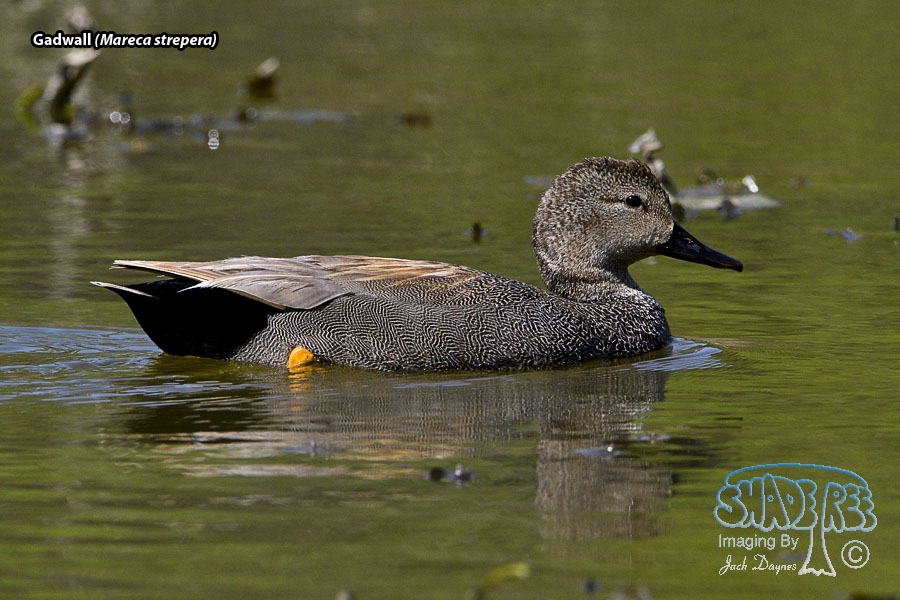 Gadwall - Mareca strepera