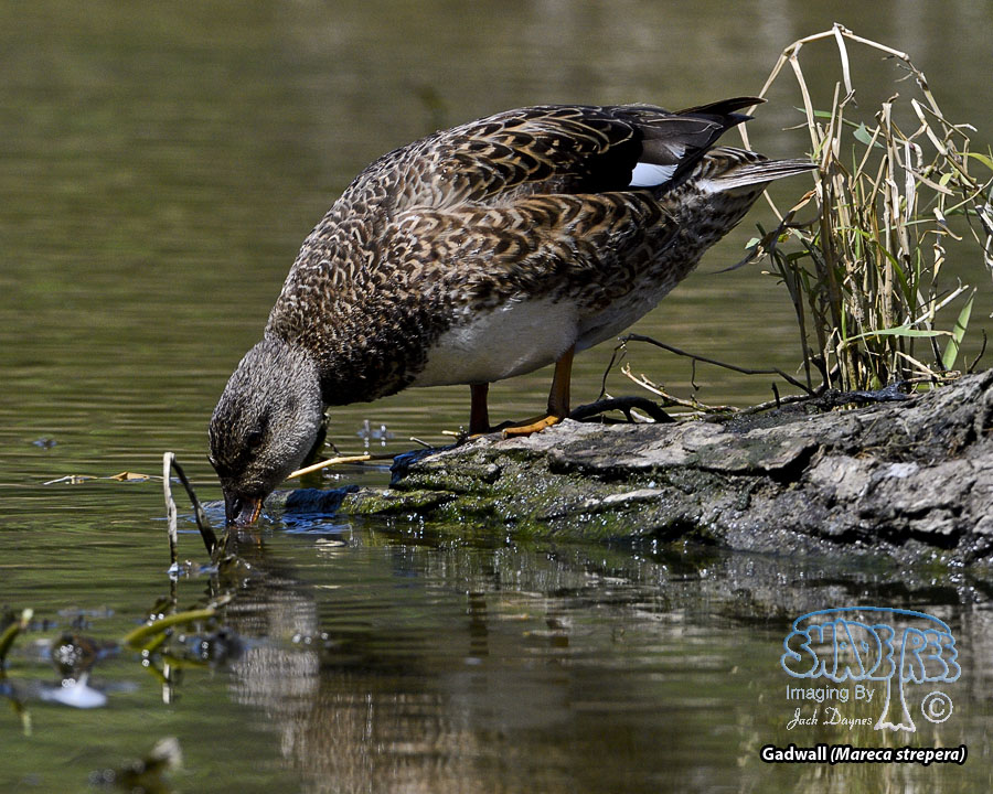 Gadwall - Mareca strepera