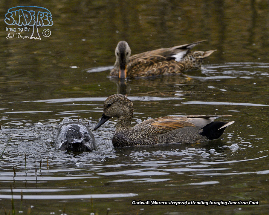 Gadwall - Mareca strepera