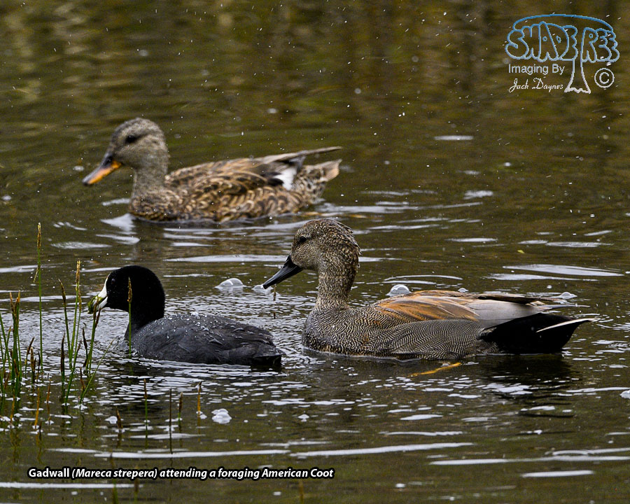 Gadwall - Mareca strepera